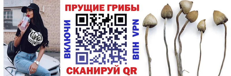 Псилоцибиновые грибы прущие грибы  блэк спрут вход  Заволжье  купить наркотики цена 